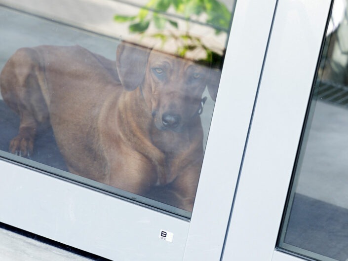 Tierische Unterstützung - Sanierung - Bachler Bau GmbH